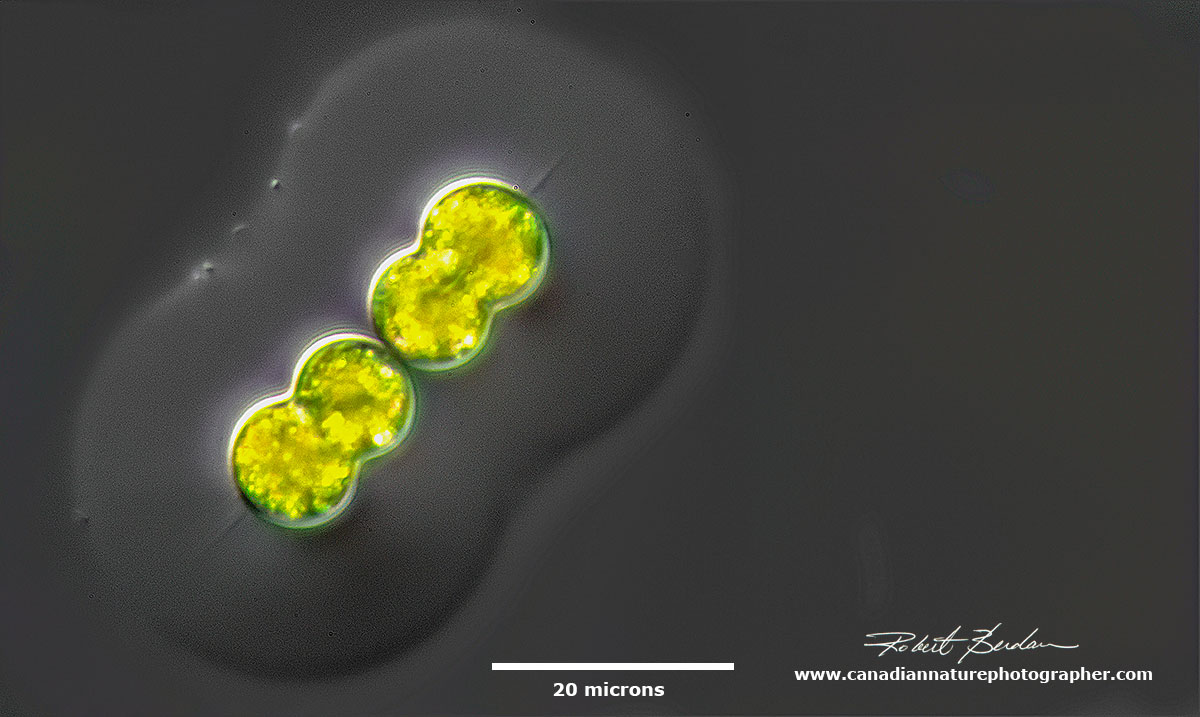 Gloeocapsa or Glaucocystis by Robert Berdan ©