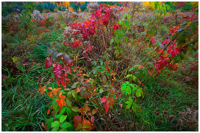 Autumn field by Robert Berdan ©
