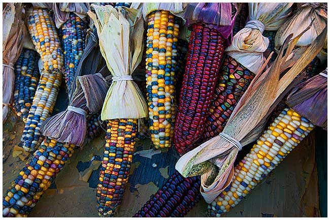 Ornamental corn by Robert Berdan ©