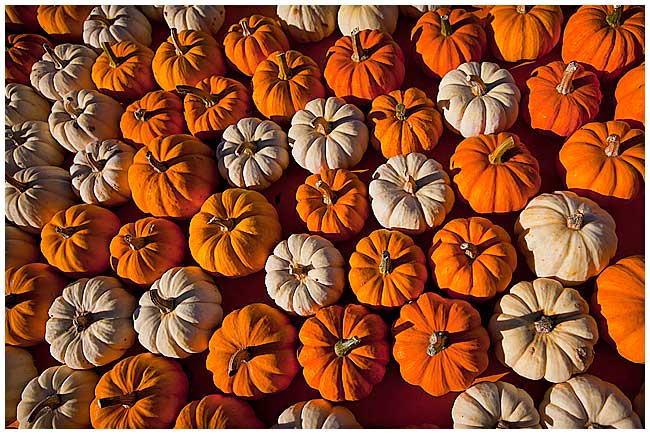 Pumpkins by Robert Berdan ©