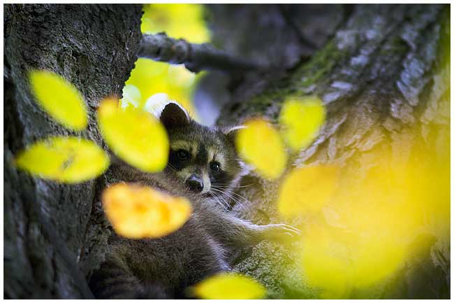 Raccoon by Robert Berdan 