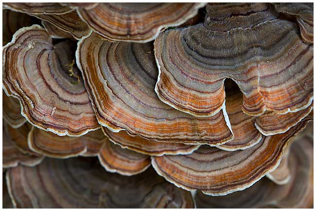 Turkey tail polypore bracket fungus by Robert Berdan ©