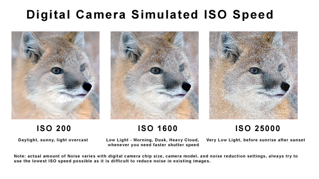 Simulated ISO speed by Robert Berdan 