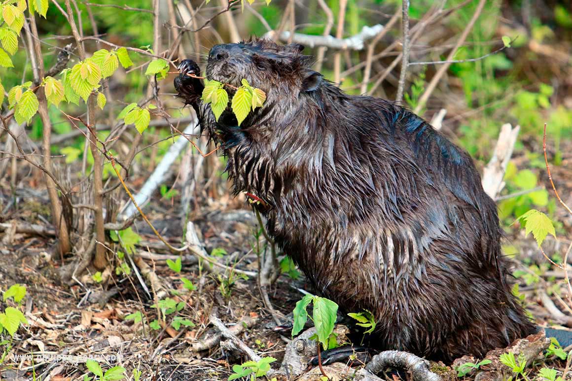 Beavers are semi-aquatic herbivores. In spring fresh leaves are part of their diet by Phiolippe Henry ©