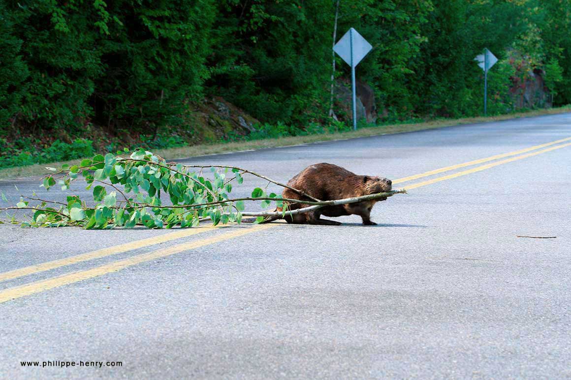 Beavers often move far from their pond and can cross roads to collect food. They can cause quite a commotion when it is time of heavy traffic by Philippe Henry ©