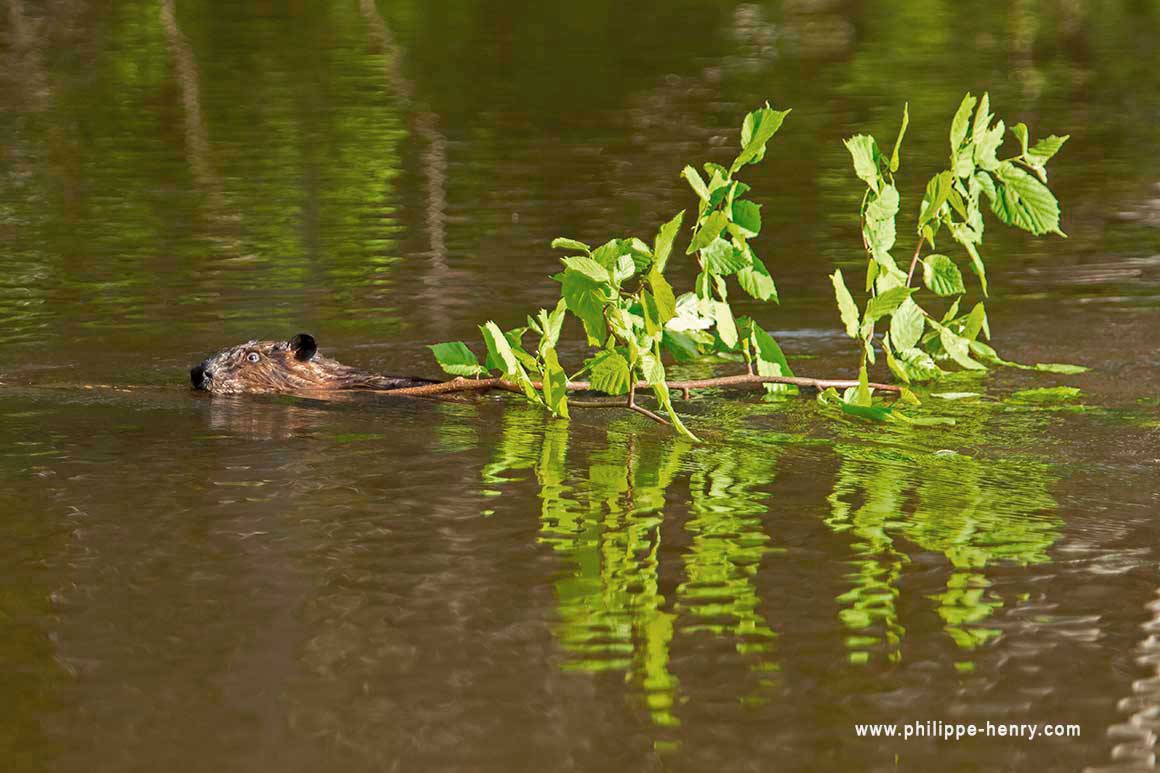 A beaver returns to its pond where it will store provisions that he could easily reach even in winter under the ice. by Philippe Henry ©