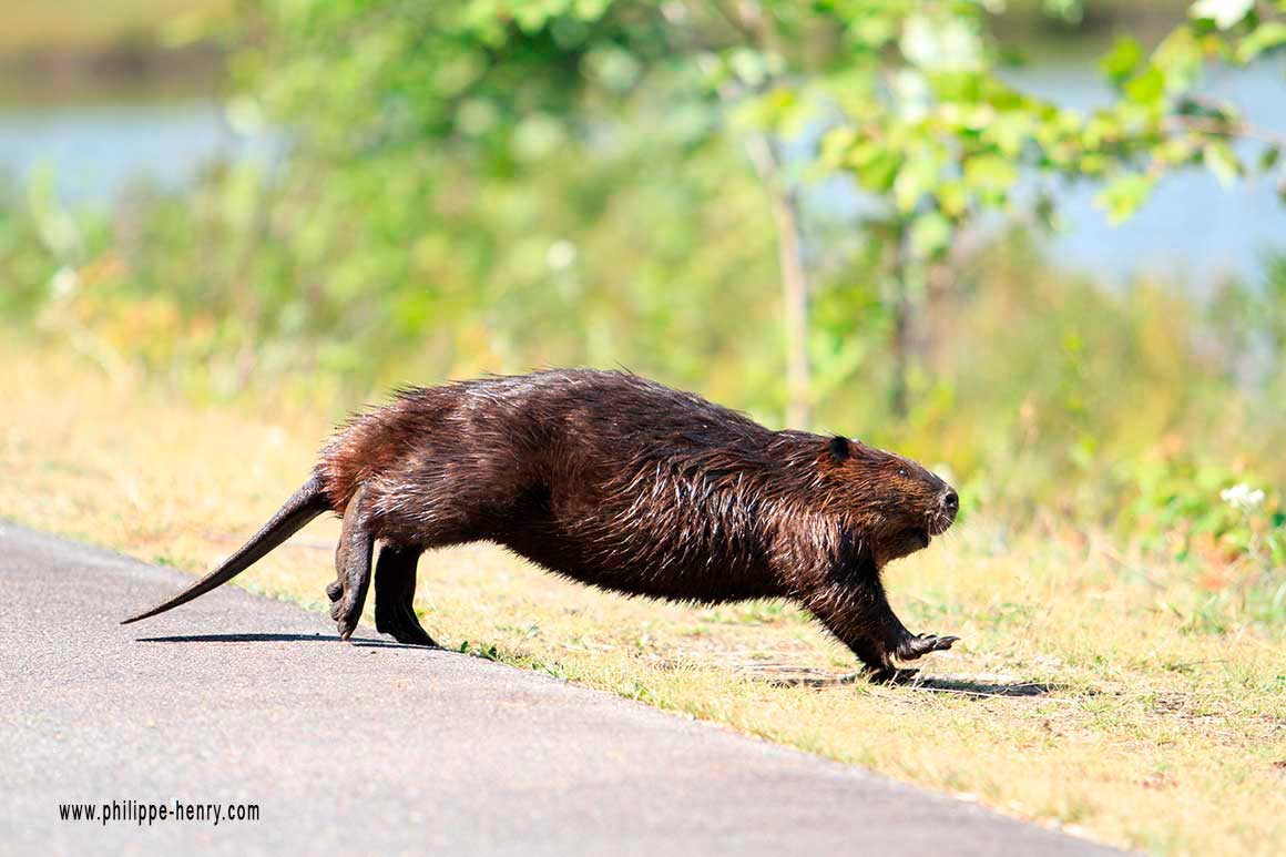 Beavers have rotund bodies and back legs better designed for swimming but, since I saw one running I can say they can be very fast on land by Philippe Henry ©