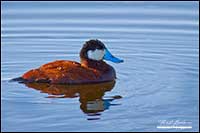 Ruddy Duck Alberta by Robert Berdan