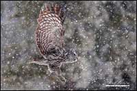 Great Gray owl in flight in snowfall by Robert Berdan