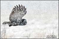 Great Gray owl in flight in snowstorm by Robert Berdan