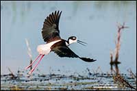 Black-necked Stilt taking flight in Alberta marsh by Robert Berdan