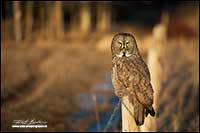 Great Gray owl on fence post in Alberta by Robert Berdan