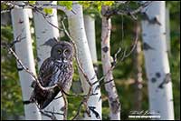 Great Gray owl in aspen trees by Robert Berdan