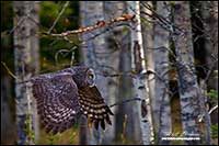Great Gray owl in flight by Robert Berdan