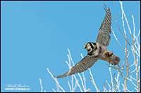 Northern Hawk owl with prey in Alberta by Robert Berdan