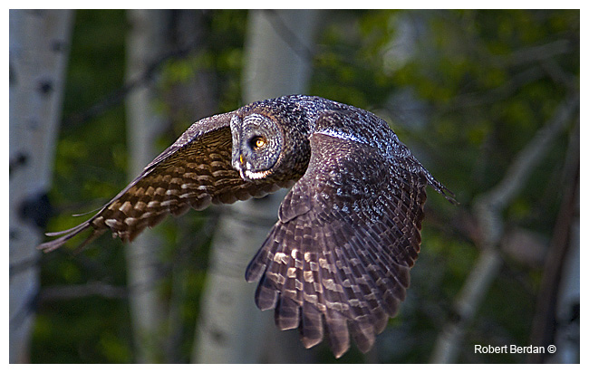 Great Gray Owl in flight by Robert Berdan ©