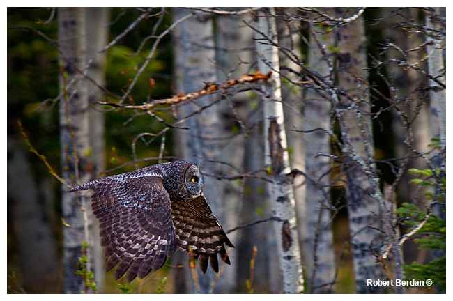Great Gray Owl in flight by Robert Berdan ©