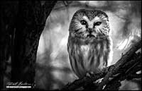 Black and white Saw Whet Owl by Robert Berdan