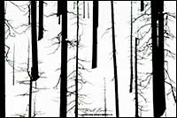 Black and white photo of burnt trees in Kootenay National Park by Robert Berdan 