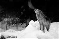 Black and white photo of wolf (captive) howling in winater by Robert Berdan