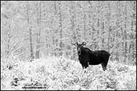 Black and white photo of moose in winter north of Calgary by Robert Berdan