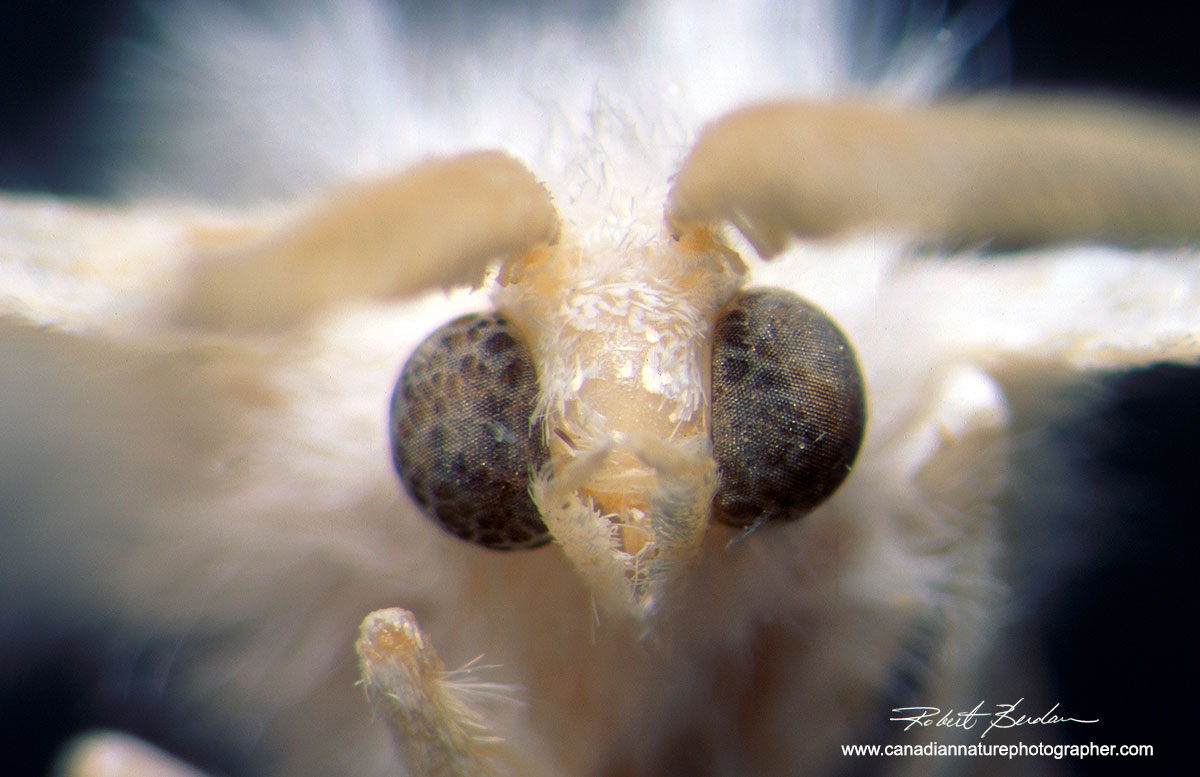 Moth photographed with the M8 Stereoscope by Robert Berdan ©