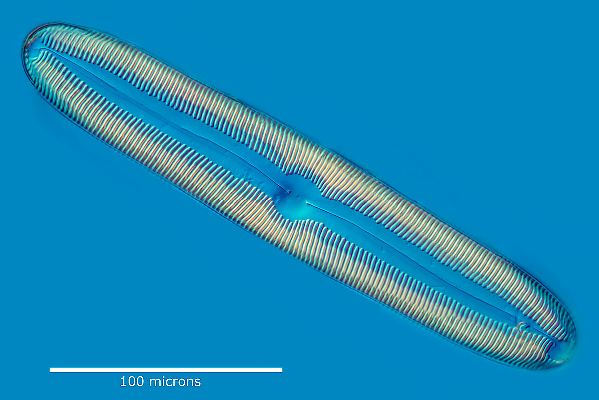 Diatom Pinularia by DIC microscopy Robert Berdan 