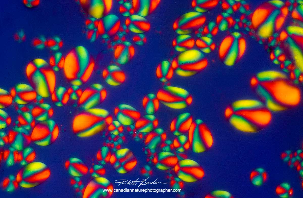 Potato starch grains photographed with a polarizing microscope 200X by Robert Berdan ©