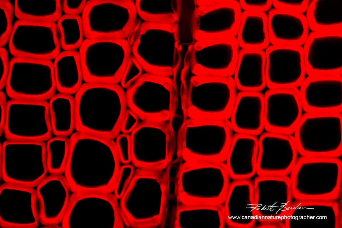 utofluorescence of wood showing individual cells Robert Berdan ©