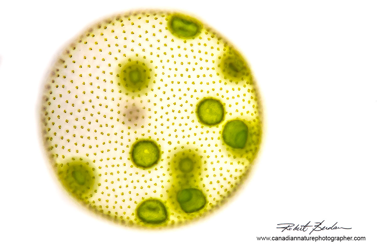 Volvox a colonial microorganism with chlorophyll viewed by Bright field microscope 100X Robert Berdan ©