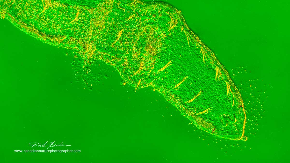 aquatic worm photographed using Rheinberg lighting Robert Berdan ©