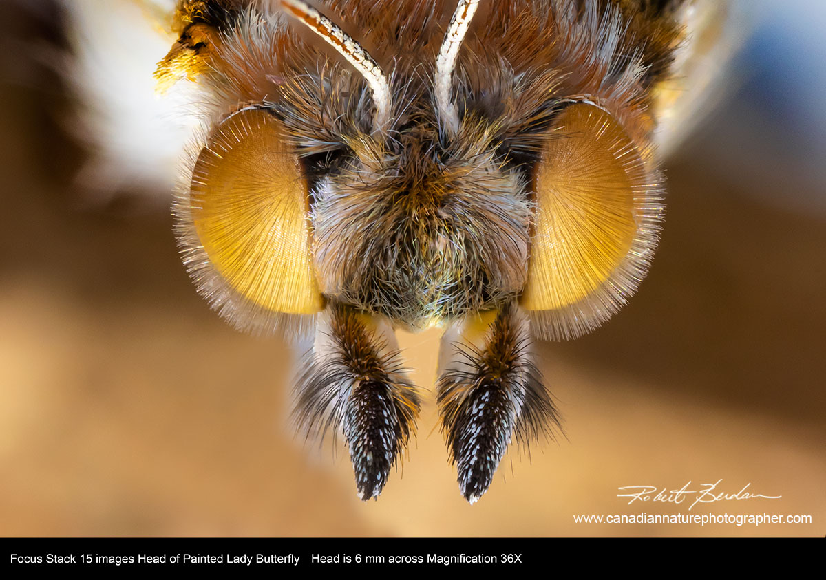 Painted lady butterfly focus stack 36X Robert Berdan ©