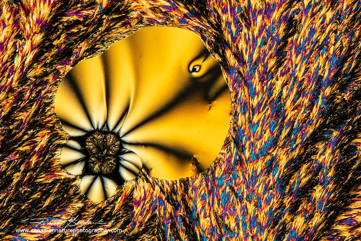 Ascorbic acid (Vitamin C) crystals by polarized light microscopy 100X  by Robert Berdan ©