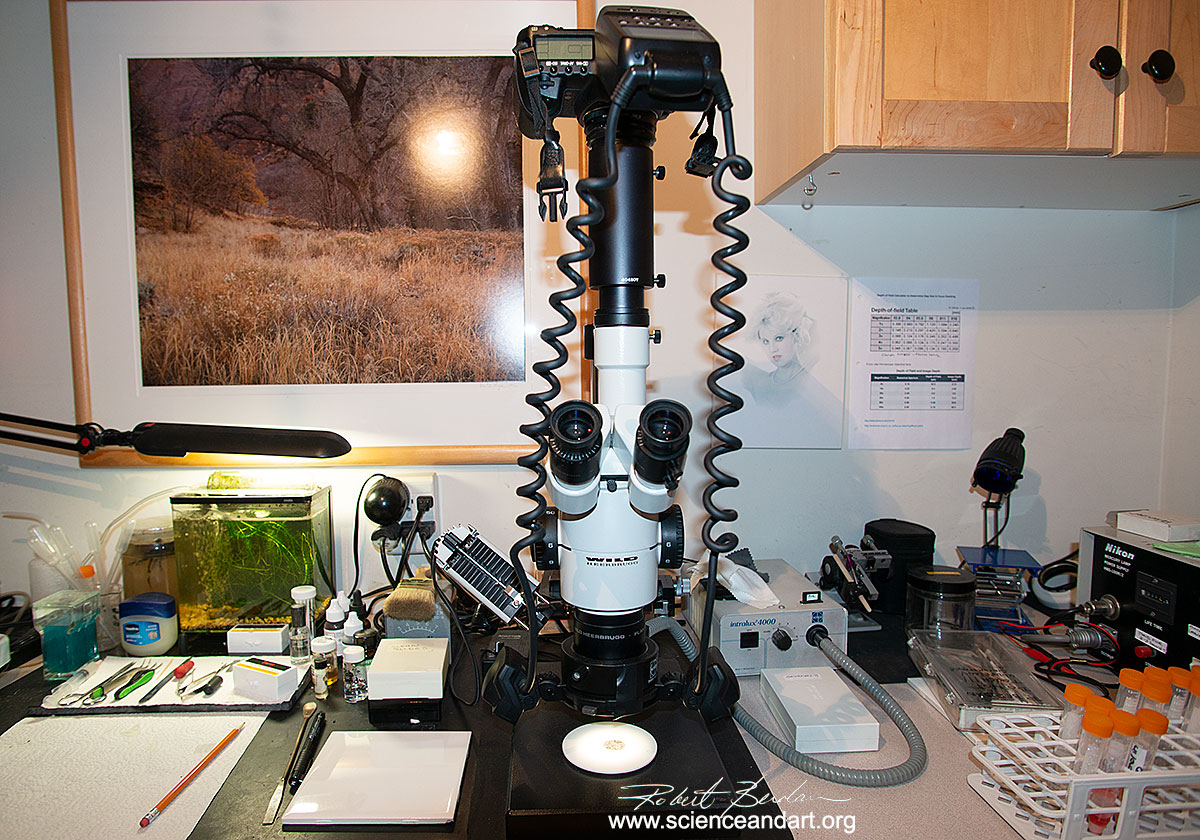 Wild Stereo microscope M8 which has a zoom range of 1-50X, trinocular head for photography by Robert Berdan ©