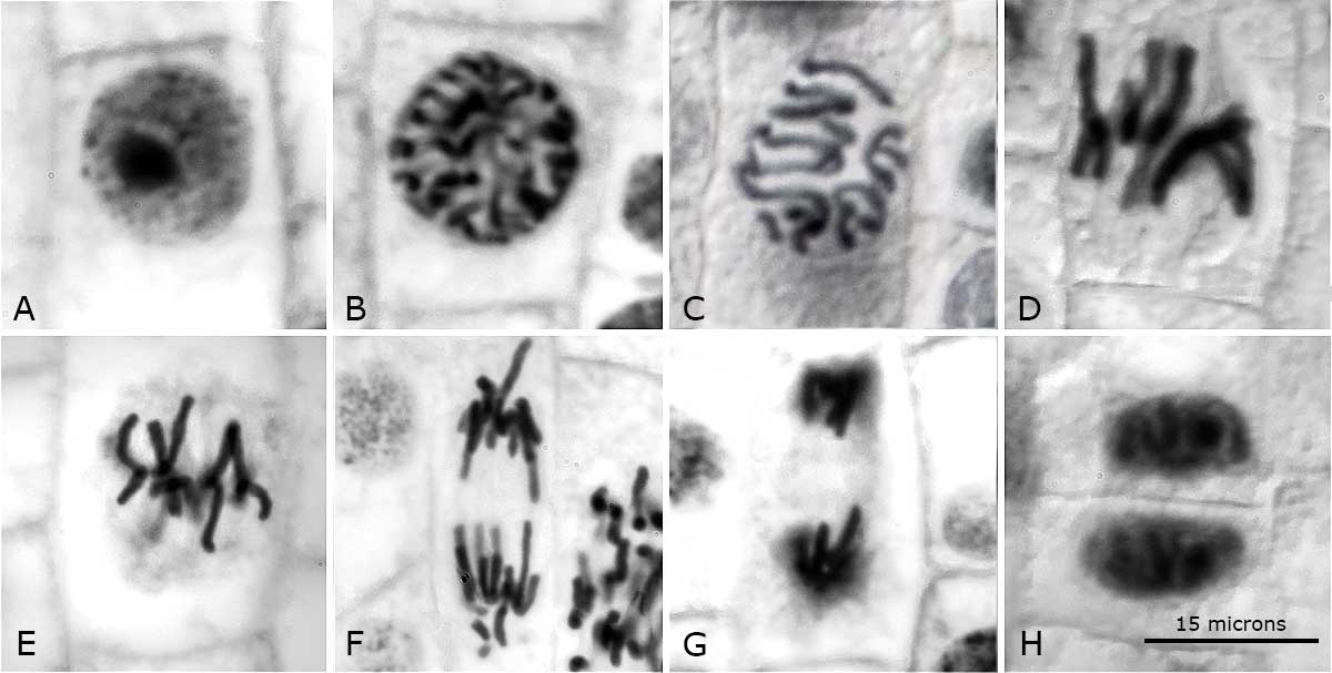 Cell cycle phases in an onion by Robert Berdan ©