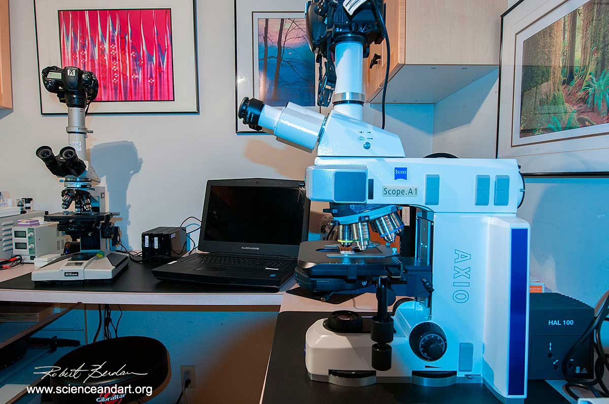 Zeiss Axioscope microscope with a Nikon D500 camera attached on top by Robert Berdan ©