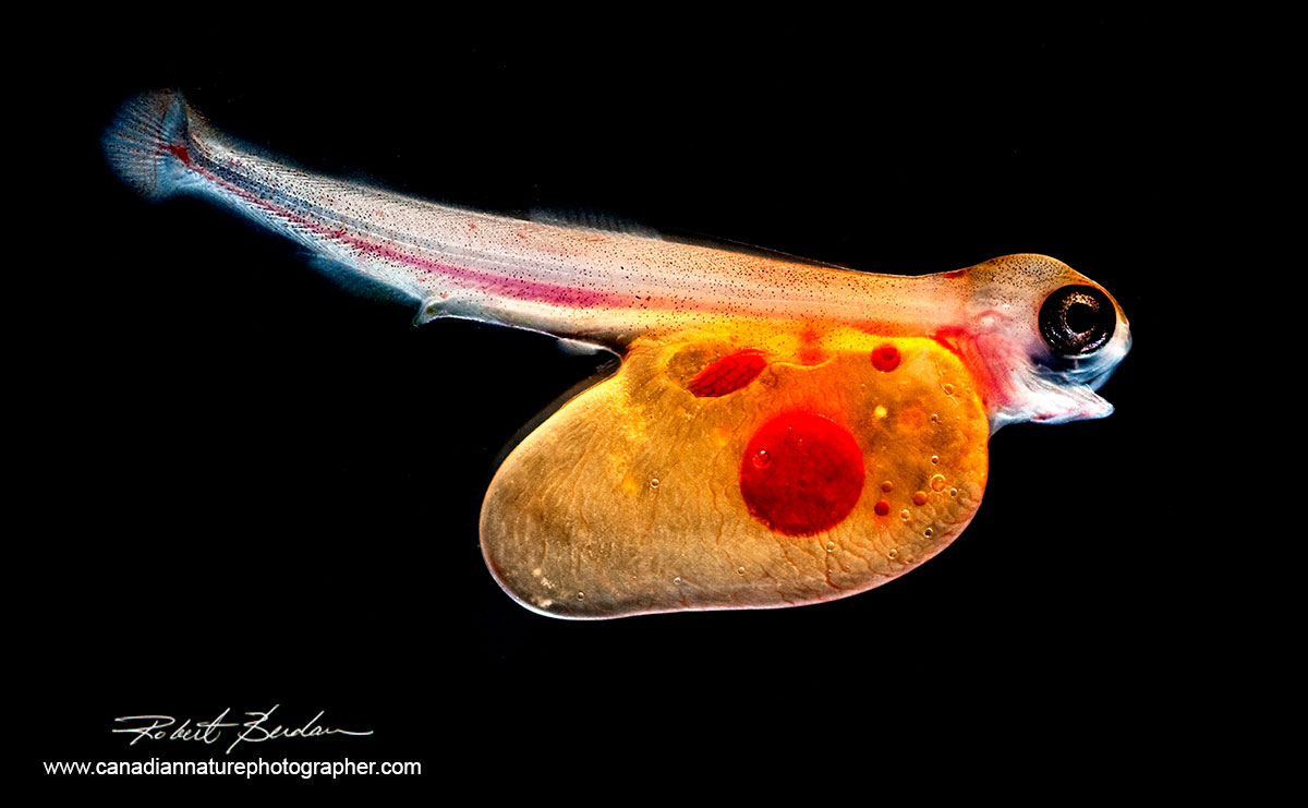 Trout Alevin photographed using darkfield illumination with a stereomicroscope by Robert Berdan ©