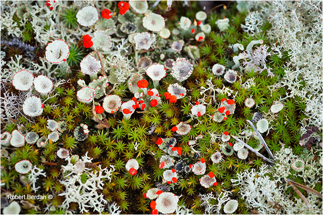 Variety of lichen on the tundra by Robert Berdan ©