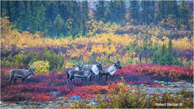 Caribou in sleet on the tundra by Robert Berdan ©