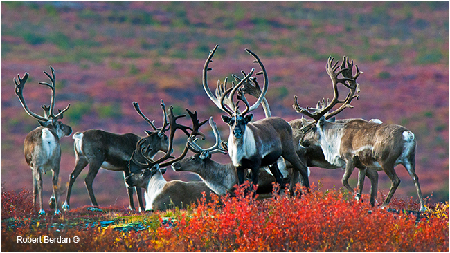 Group of Caribou bulls on the tundra by Robert Berdan ©