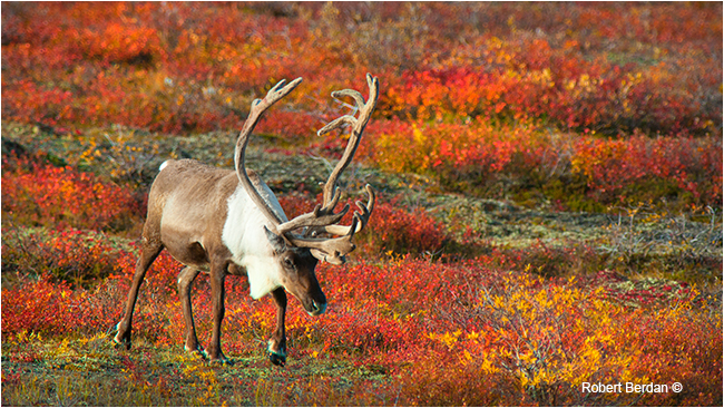 Bull caribou on the tundra by Robert Berdan ©