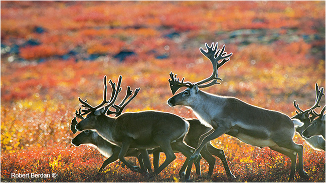 Running caribou on the tundra by Robert Berdan ©