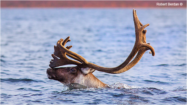 Caribou swimming in Pont Lake by Robert Berdan ©
