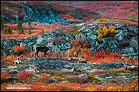 Barren-ground caribou near Point Lake Northwest Territories by Robert Berdan