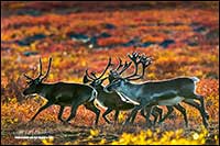 Barren-ground caribou near Point Lake Northwest Territories by Robert Berdan