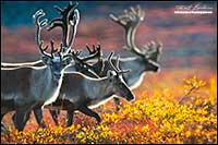 Barren-ground caribou near Point Lake Northwest Territories by Robert Berdan