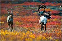 Barren-ground caribou near Point Lake Northwest Territories by Robert Berdan