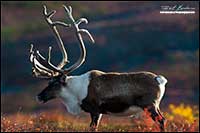 Barren-ground caribou near Point Lake Northwest Territories by Robert Berdan