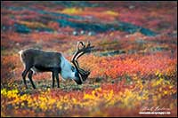 Barren-ground caribou near Point Lake Northwest Territories by Robert Berdan