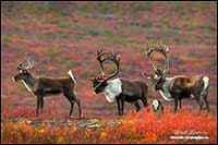 Barren-ground caribou near Point Lake Northwest Territories by Robert Berdan
